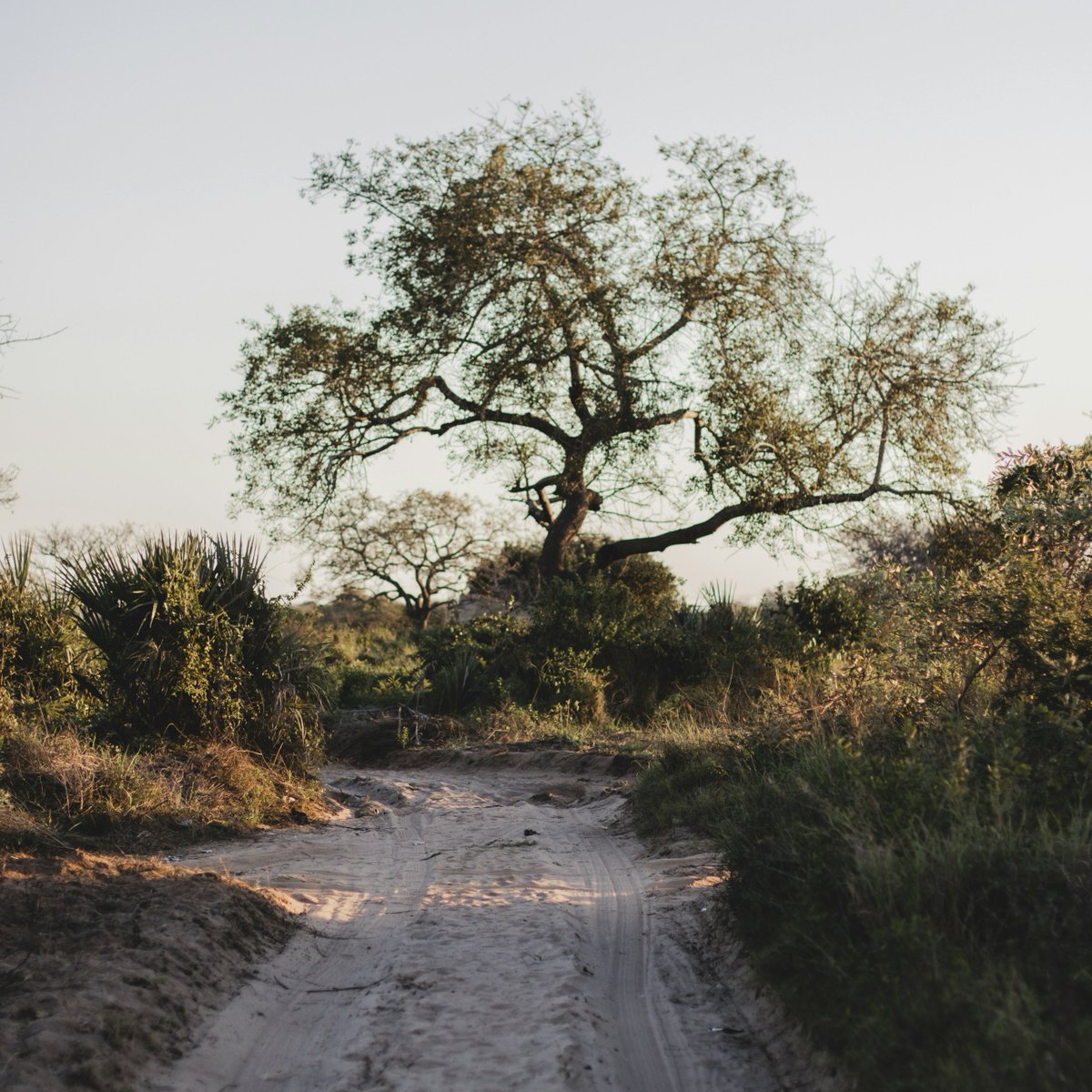 **MOZAMBIQUE AT A FORK IN THE ROAD**
Excited to announce the #launch of a new <a href="/InclusiveMoz/">IGMozambique</a> book edited by Cambridge University Press on #institutional constraints to #economic #growth on 20 March. More info: bitly.ws/XUFc #EDIMID2024

<a href="/uemmoz/">UEM - Moçambique</a> #MEF <a href="/DERG_DK/">Development Economics Research Group (DERG)</a> <a href="/UNUWIDER/">UNU-WIDER</a>