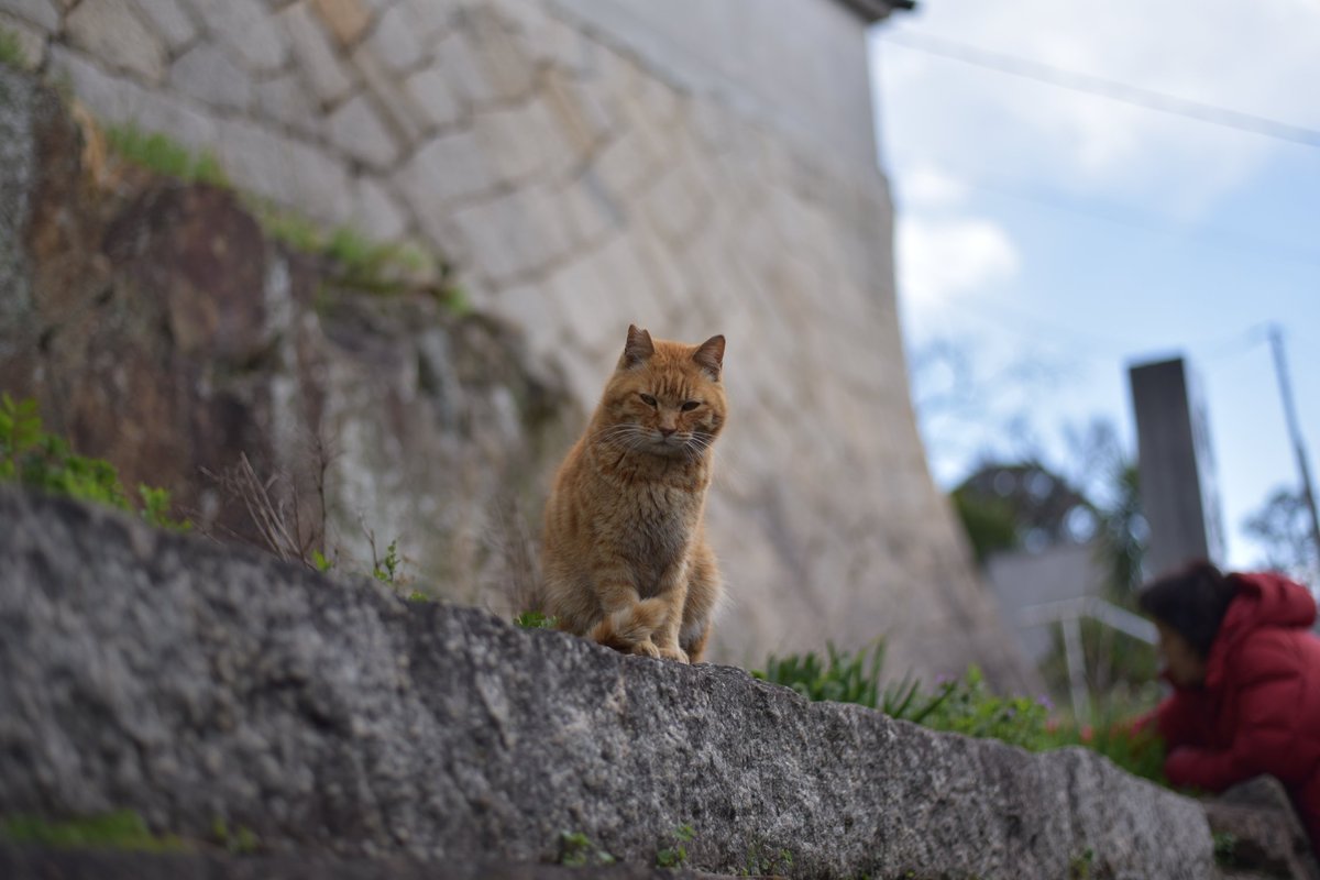 jpe03s's tweet image. Re:No cat, No life🐱
#猫
#D750
