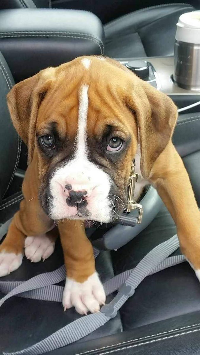 Boxer Lovers tweet media