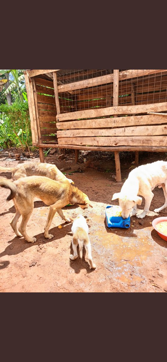 Noncompliantciv's tweet photo. This man is doing God's work, he could use some support and help to keep providing for these amazing animals!
@Tumusiimeolivi5

#family #dogs  #cats #helpless #helpinghand #America #Australia #europe #Africa #Russia #Animal #AnimalLovers #AnimalRescue #charity  #SpreadTheWord https://t.co/BMIoYKSZdh