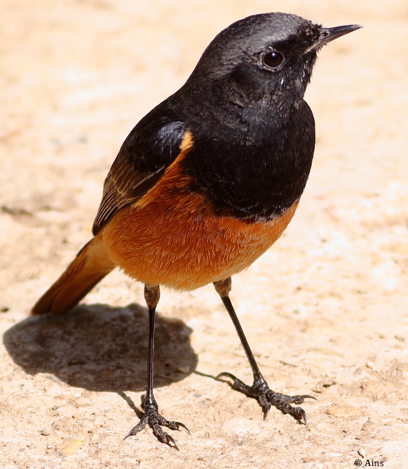 ains's tweet photo. MOUNT ABU BIRDS  Birding in March Mount Abu 2024. https://t.co/ffr8z21US2 https://t.co/AKOYz57Md8