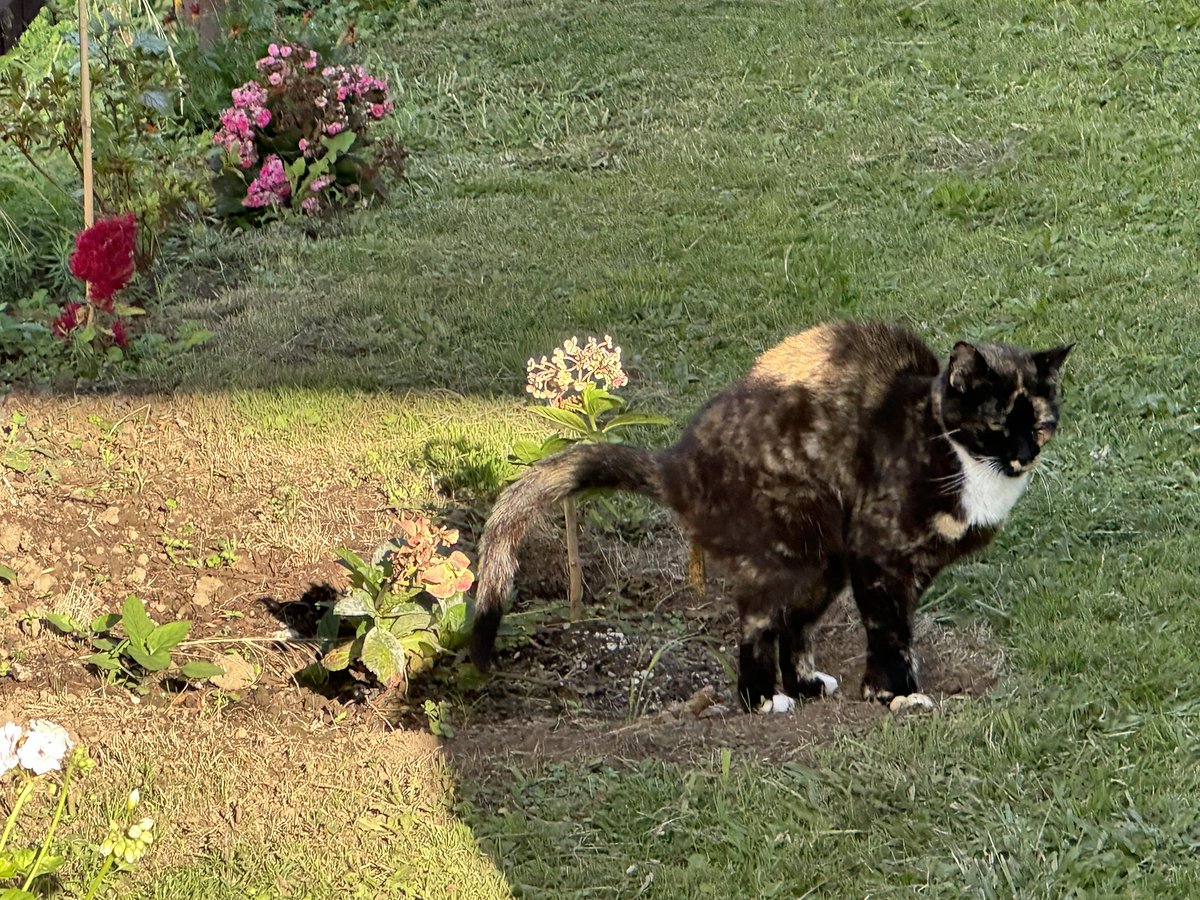 2020balance's tweet photo. @ShouldHaveCat Why you may not want to 🤣🤢 https://t.co/axSPopiAa3