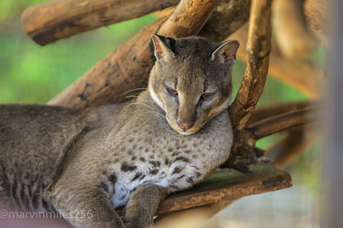 ctcconservationcenter tweet media