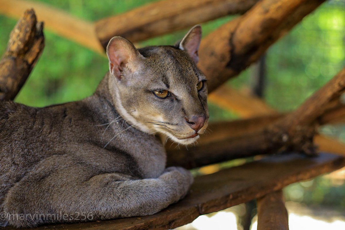 ctcconservationcenter tweet media