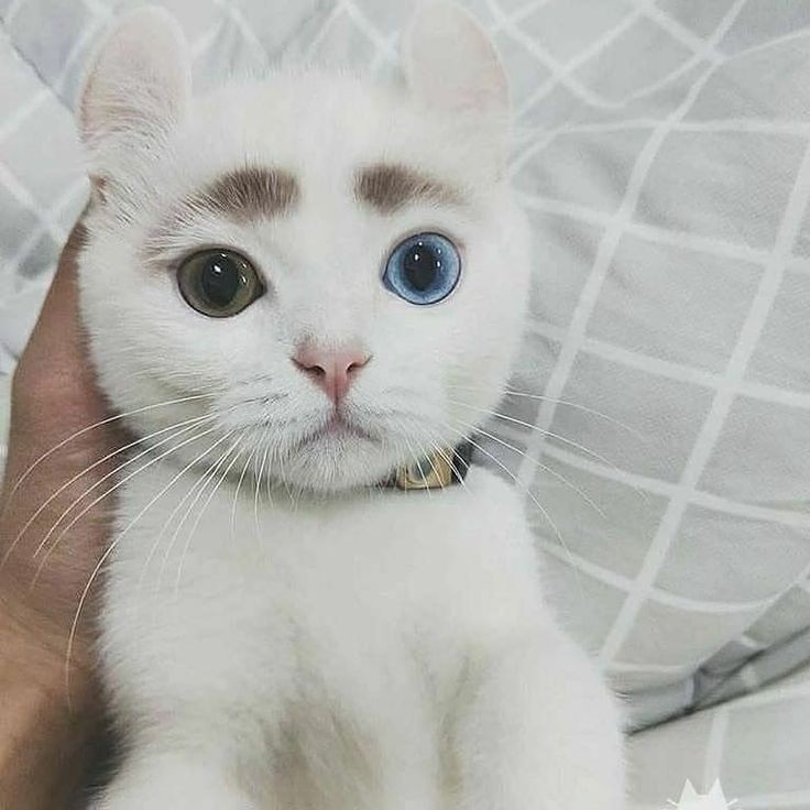 kedi aurası gülümsetir😺 (@kediaurasi) on Twitter photo 