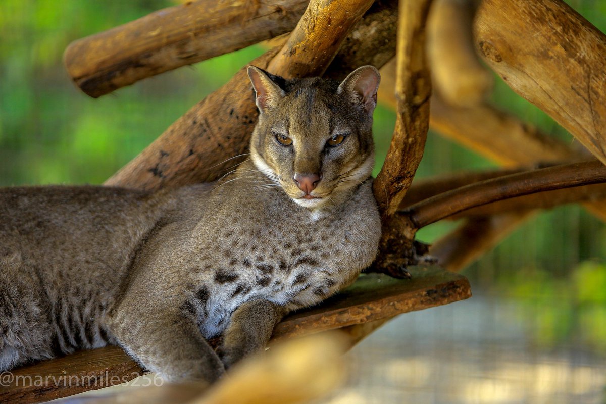 ctcconservationcenter tweet media
