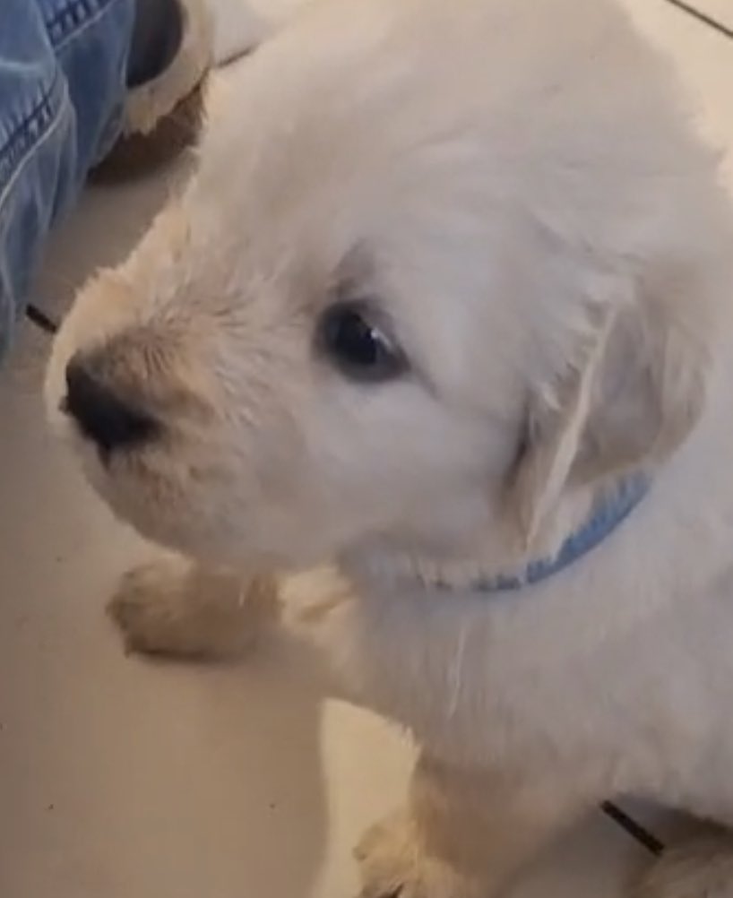 Susannmueller's tweet photo. Ein neuer Therapie Hund zieht in fünf Wochen bei uns ein. Samy Duke 🐾❤️ #therapiehund #GoldenRetriever #puppies #puppy https://t.co/QsXKCzTHo1