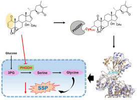 Identified Withangulatin A (WA) via chemical proteomics as a natural compound capable of covalently inhibiting PHGDH, a key enzyme in serine metabolism linked to cancer. This discovery offers potential avenues for novel cancer therapies. #ChemProteomics #CancerResearch