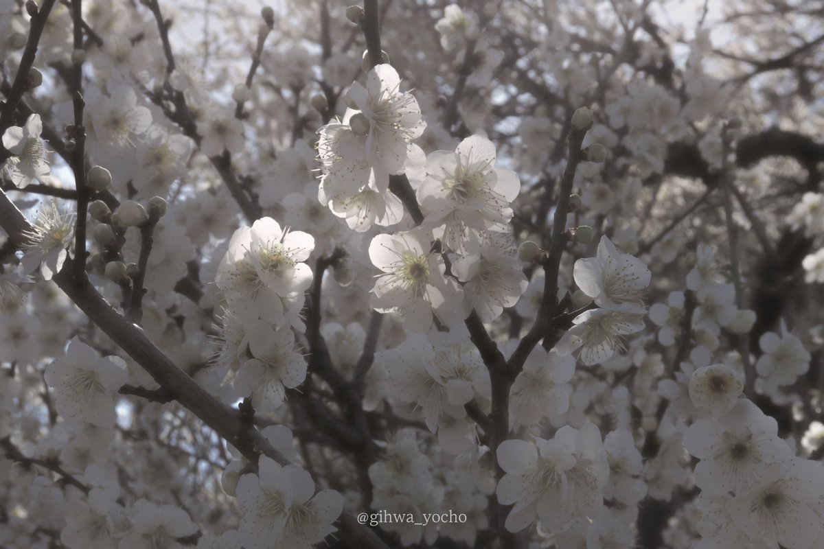 Gihwa_yocho's tweet photo. 광양 매화마을

은은하게 퍼진 매화향이 봄을 외쳤다. https://t.co/C7IScrH7UI