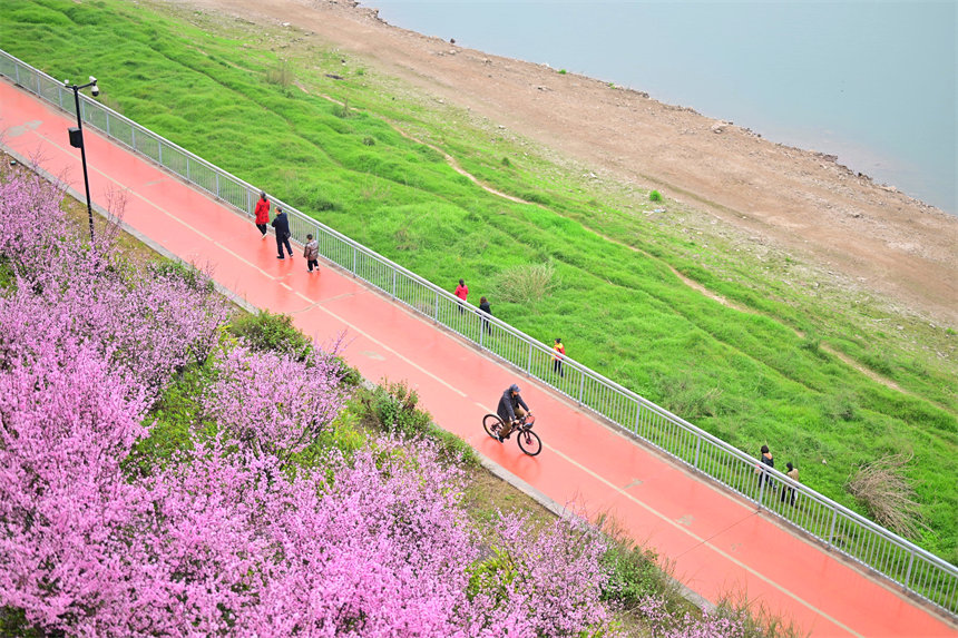 iChongqing_CIMC's tweet image. Full bloom! 🌸 Recently, in Chongqing's Nan'an District, Jiangtan Park has attracted many citizens to admire and photograph the flowers, enjoying the beautiful riverside moments.🌺 

#SpringBloom #PlumBlossoms #Chongqing
