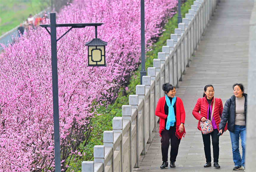 iChongqing_CIMC's tweet image. Full bloom! 🌸 Recently, in Chongqing's Nan'an District, Jiangtan Park has attracted many citizens to admire and photograph the flowers, enjoying the beautiful riverside moments.🌺 

#SpringBloom #PlumBlossoms #Chongqing