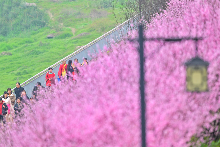 iChongqing_CIMC's tweet image. Full bloom! 🌸 Recently, in Chongqing's Nan'an District, Jiangtan Park has attracted many citizens to admire and photograph the flowers, enjoying the beautiful riverside moments.🌺 

#SpringBloom #PlumBlossoms #Chongqing