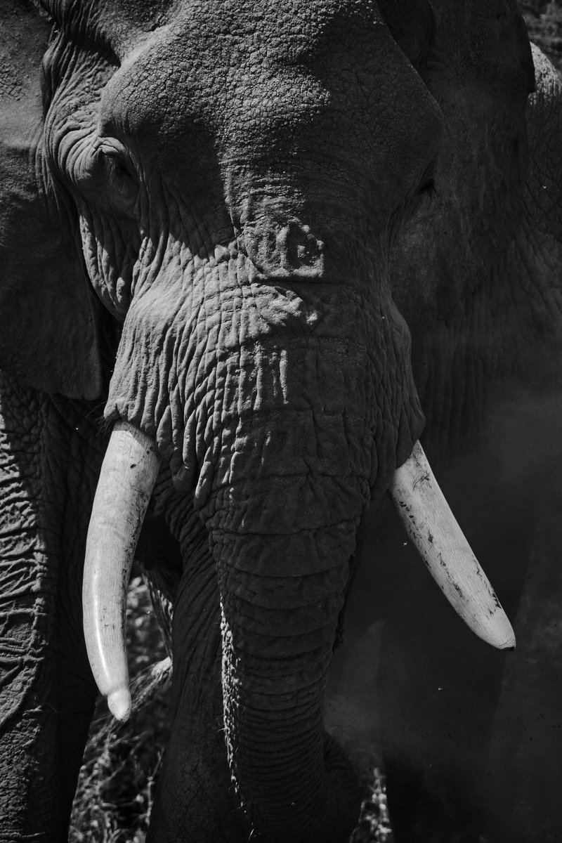 bownaankamal's tweet photo. The Blackrock Tusker | African Bush Elephants | Ndutu| Tanzania
#discoverafrica #Ndutu #elephant #africanbushelephant #tanzania #africanelephant #tusker #bigfive #elephantsinthewild #mammals #mammal #bownaankamal #jawsafrica #africanwildlifes #discovertheworld #elephants #junglevibes #nikon #natgeo