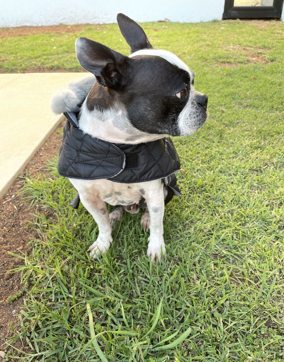 nas_diva's tweet photo. 2 years without the cutest smiles and big dog energy from my little Archie 💔 you really were my soul dog! Miss you everyday my cute face https://t.co/tuA5VlJo0N