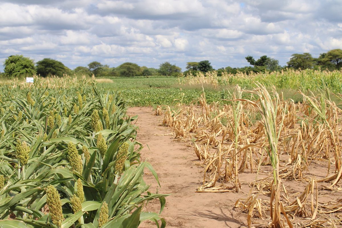 Driest february on record in the semi-arid district of Mbire in #Zimbabwe. Sorghum seems to beat maize. @CGIAR @CIMMYT #AgroecologyInitiative