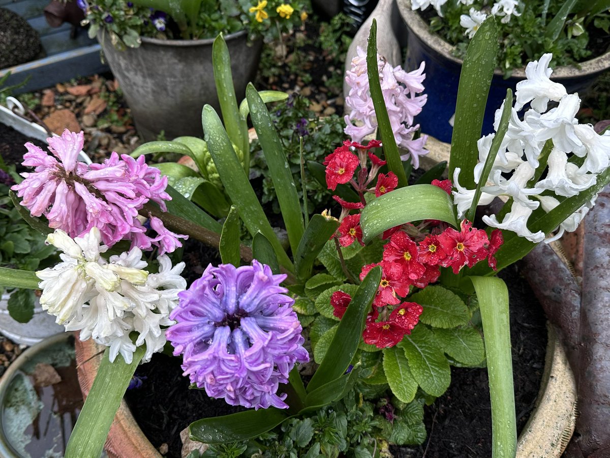 💙 Charmaine Hardy 💙 tweet media