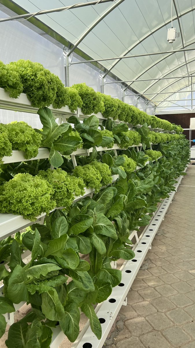 "Fresh and crisp, straight from kulna greenhouse! 🥬🌱"