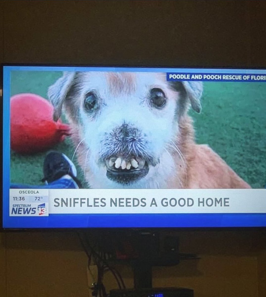 essence_emaniii's tweet photo. ya’ll better keep sniffles where he at df 😂😂😂😂😂😂😂😂. https://t.co/y9mykYFjaG