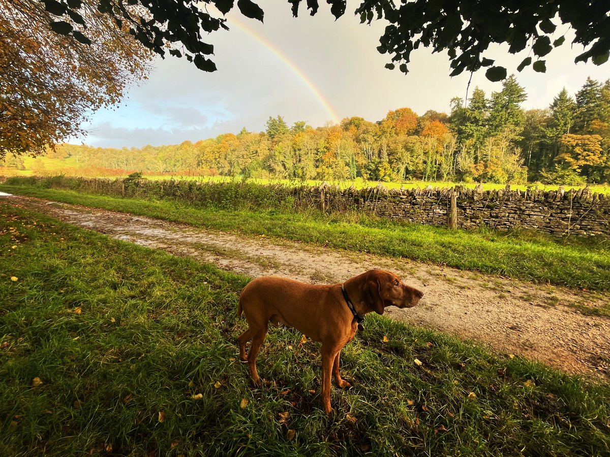 Losing my best friend is terribly hard. 

My companion in work, during the lockdown… 

The eyes waiting for you when you get home. 

That burst of energy on the beach, or when he picked up the scent of game. 

Love every day you have ❤️❤️‍🩹

#RIPFerdi