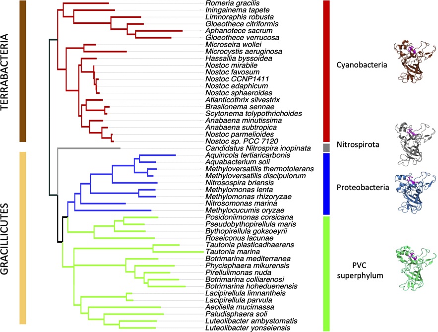 #Bacterial acquisition of #zinc. <a href="/Ignacio_Luque_R/">Ignacio Luque</a> <a href="/cyanofur/">CYANOFUR María F. Fillat lab</a> &amp;co reveal that a previously unstudied exoprotein from #cyanobacteria is an ancient system for Zn2+ acquisition that has been well conserved for billions of years #PLOSBiology plos.io/3PkyfBU