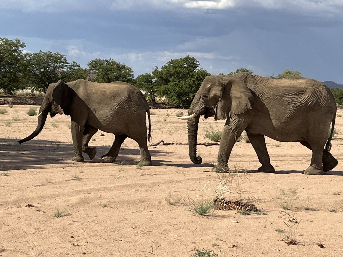 Namibias desert adapted elephants enjoying the heavy downpour of the past days