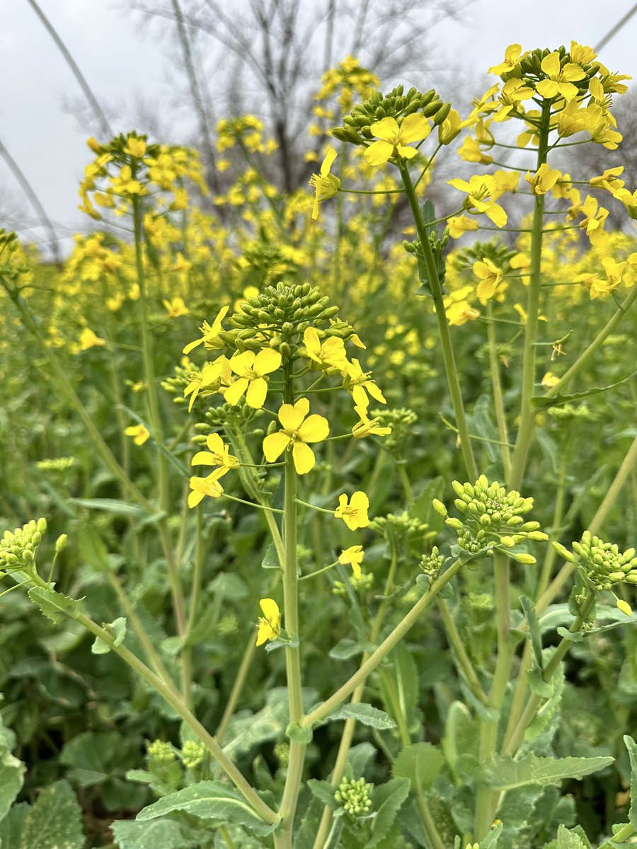 JessieTLL's tweet image. 希望的田野