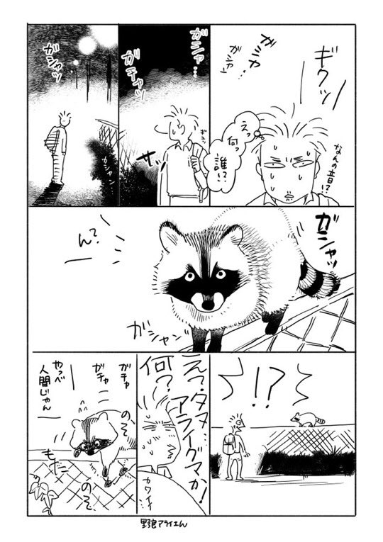夫のアライグマエピソードあった(再掲) 