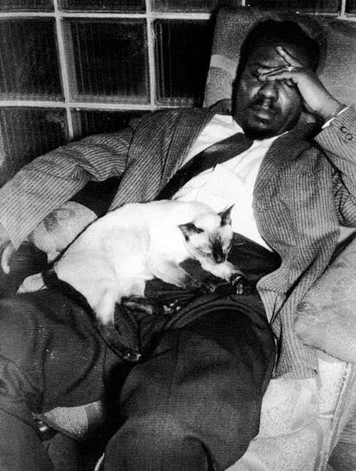 Sleepy Thelonious Monk and cat.