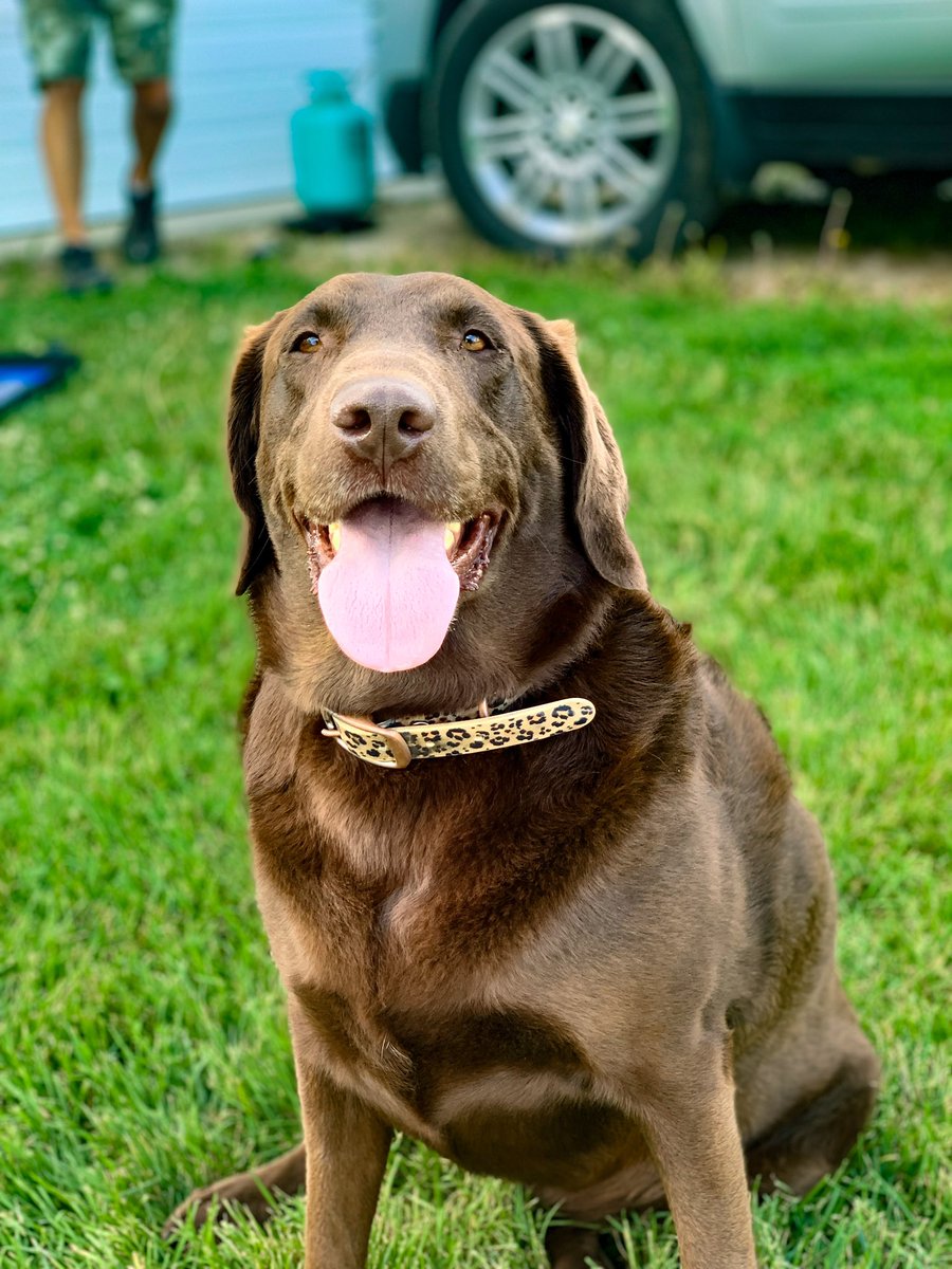 My friend’s dog, Lexie, back in June. 🤎 #labradorretriever #labretrievermix #canislupusfamiliaris #gooddog