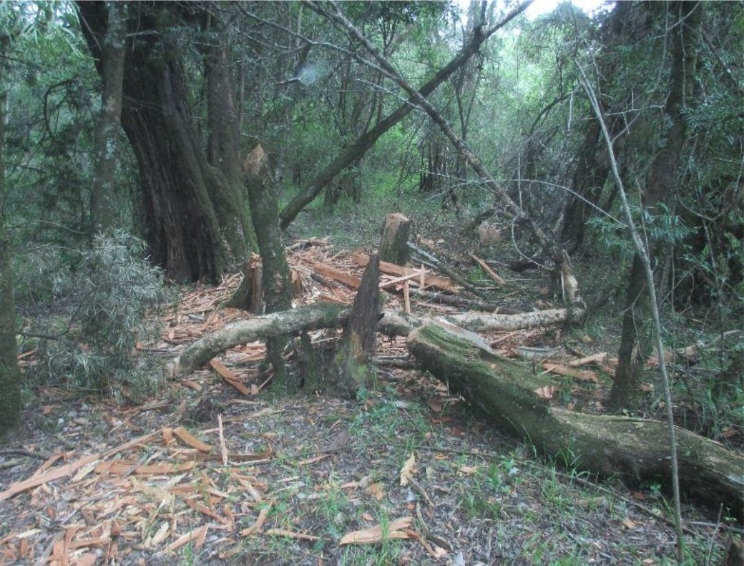Recent joint patrols with @KWSKenya recorded illegal logging activity in Sirimon, Marania, and Mawingu sectors. We must act now to protect our environment!

➡️ Learn More 🔗 mountkenyatrust.org/habitat-wildli…

#IllegalLogging #StopLogging #MKT_Operations #MountKenyaTrust