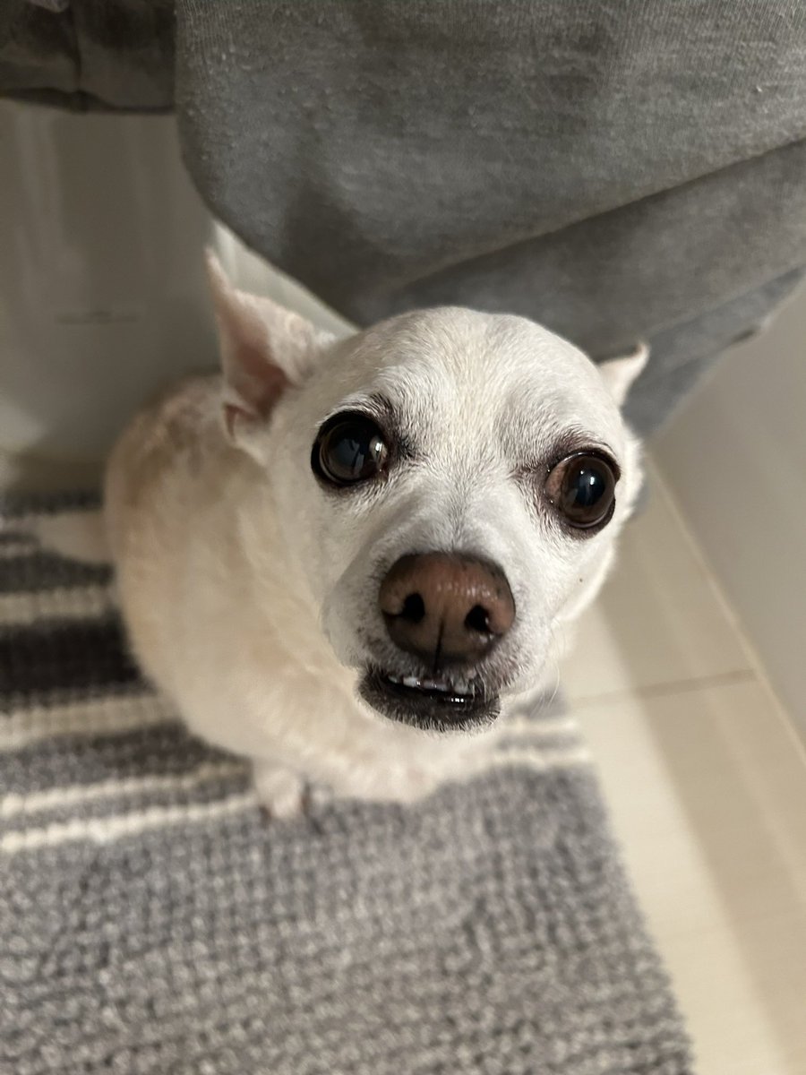 I miss my precious angel. If I had one wish we’d be snuggling together right now. 😭🐕🙏♥️🐾