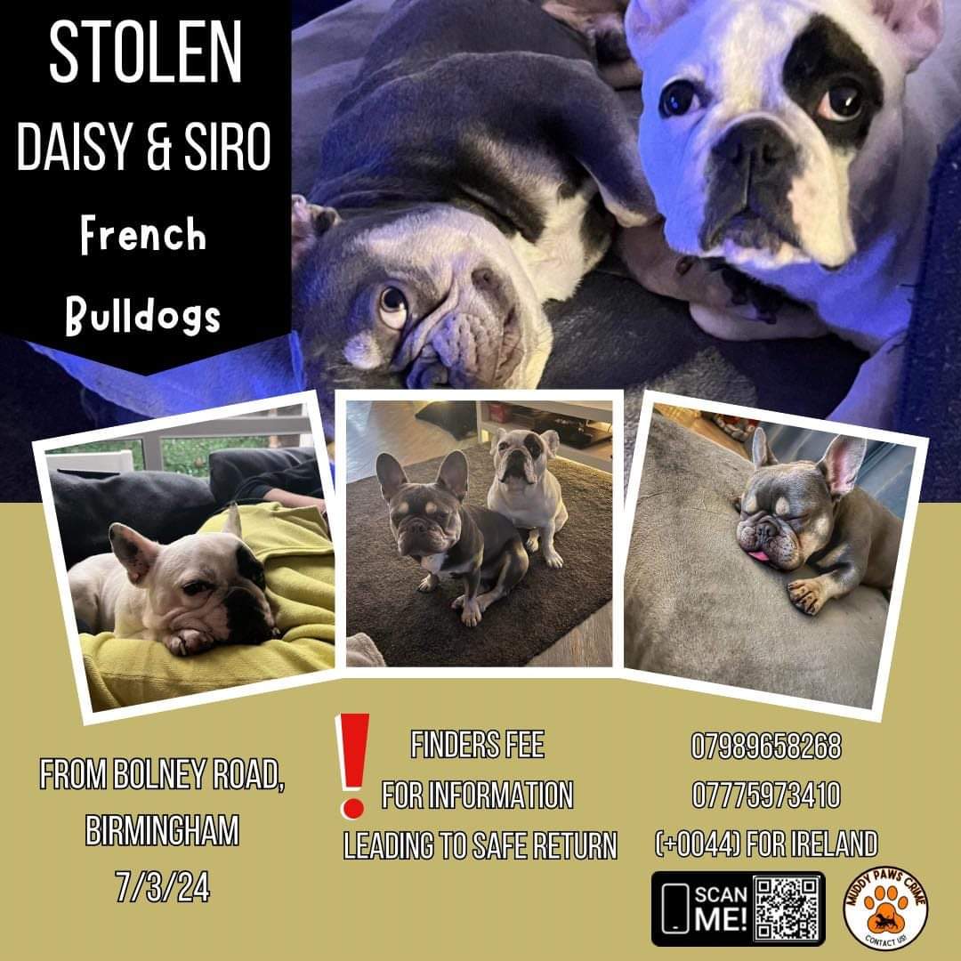 Siro & Daisy were stolen in a burglary in Quinton #Birmingham on 7 March Siro & Daisy are still #missing please contact asap with any information or footage that can help locate them