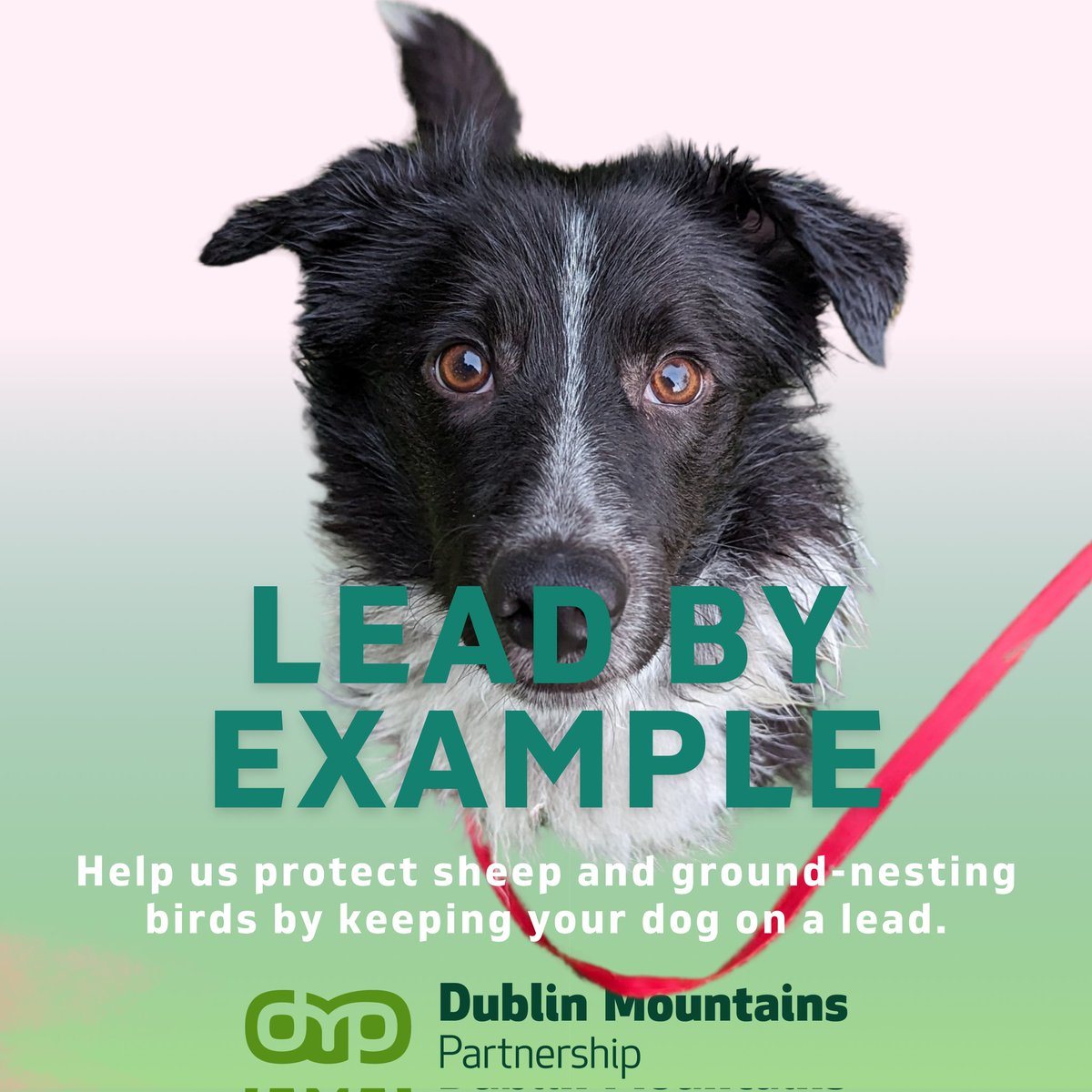 Enjoying the Dublin Mountains means respecting its inhabitants. Help us protect sheep & ground-nesting birds by keeping your dog on a lead. Let's ensure a safe environment for all creatures that call the Dublin Mountains home. #LeadByExample @NPWSIreland @coilltenews