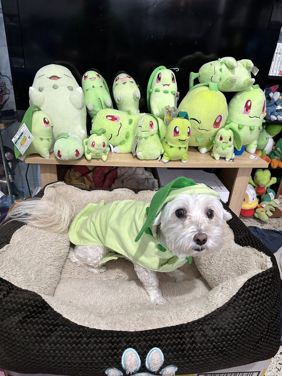 Happy Chikorita Day to the GOAT Pokémon 

#チコリータの日