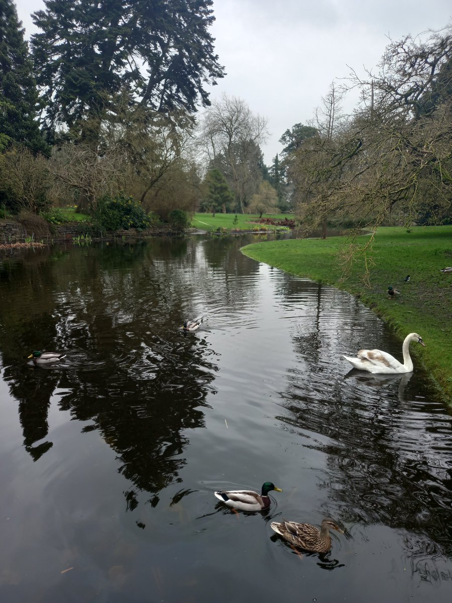 DCUHist_Geog's tweet photo. Our intrepid #GY107 #GeographyStudents took part in a #geocaching activity in @NBGGlasnevinOPW yesterday, led by @JeanWilliams99 who took these snaps. We're lucky to have such great #fieldwork locations on our doorstep! #GeographersAtWork https://t.co/UJEVKlP2tn