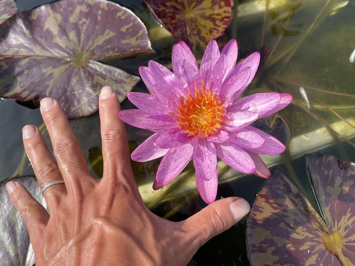 開田屋水園】 HT亜属間交配睡蓮 フェイ・マクドナルド （スイレン） 苗
