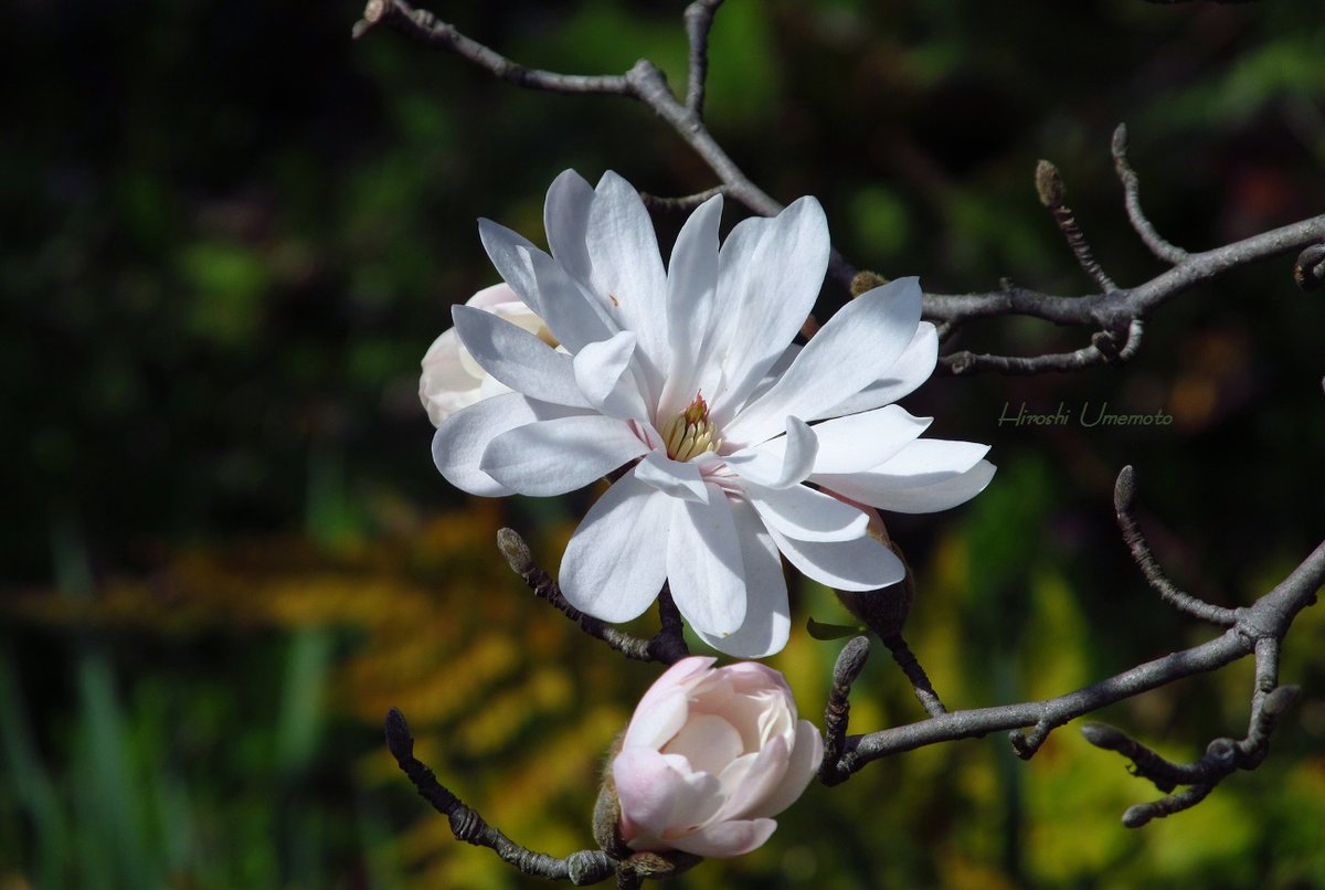 #magnolia #photography #flowers #plants #botanicalgardens #relaxation #reducestress #FlowerTherapy
