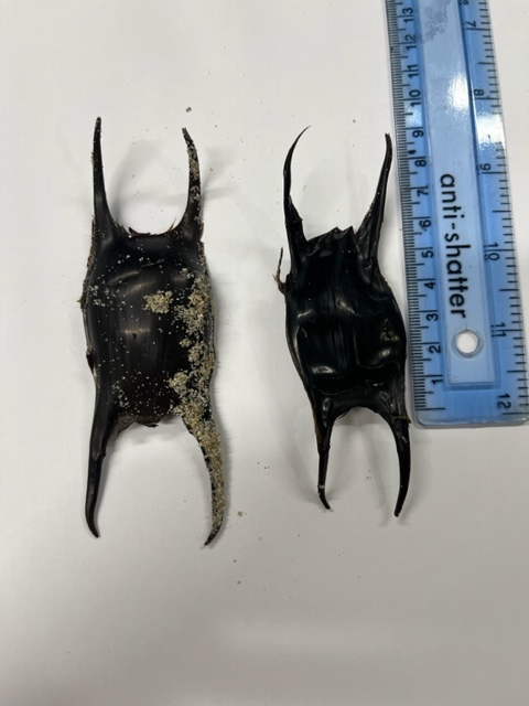 Guernsey_NC's tweet photo. We found 17 eggcases at Grandes Rocques yesterday consisting of 6 different species! Species included Blonde Ray x 10, Nursehound x 2, Spotted Ray x 2, Thornback Ray, Cuckoo Ray and Undulate Ray🦈
How many different species have you found?
#westisbest #eggcasehunting #sharktrust https://t.co/j1m1YQACJ6