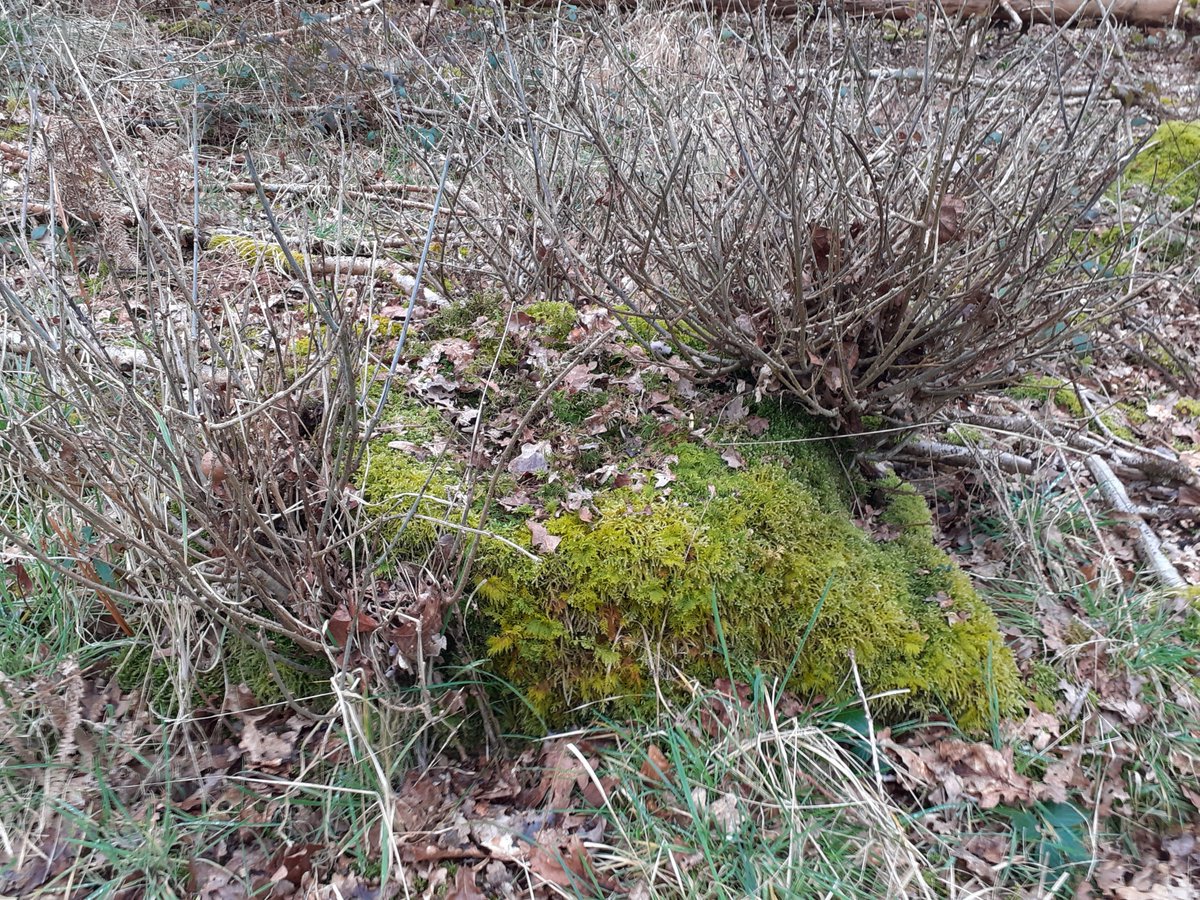 Well, this Oak tree wasn't ready to die. Look at all that new growth sprouting from the severed trunk! @thetree