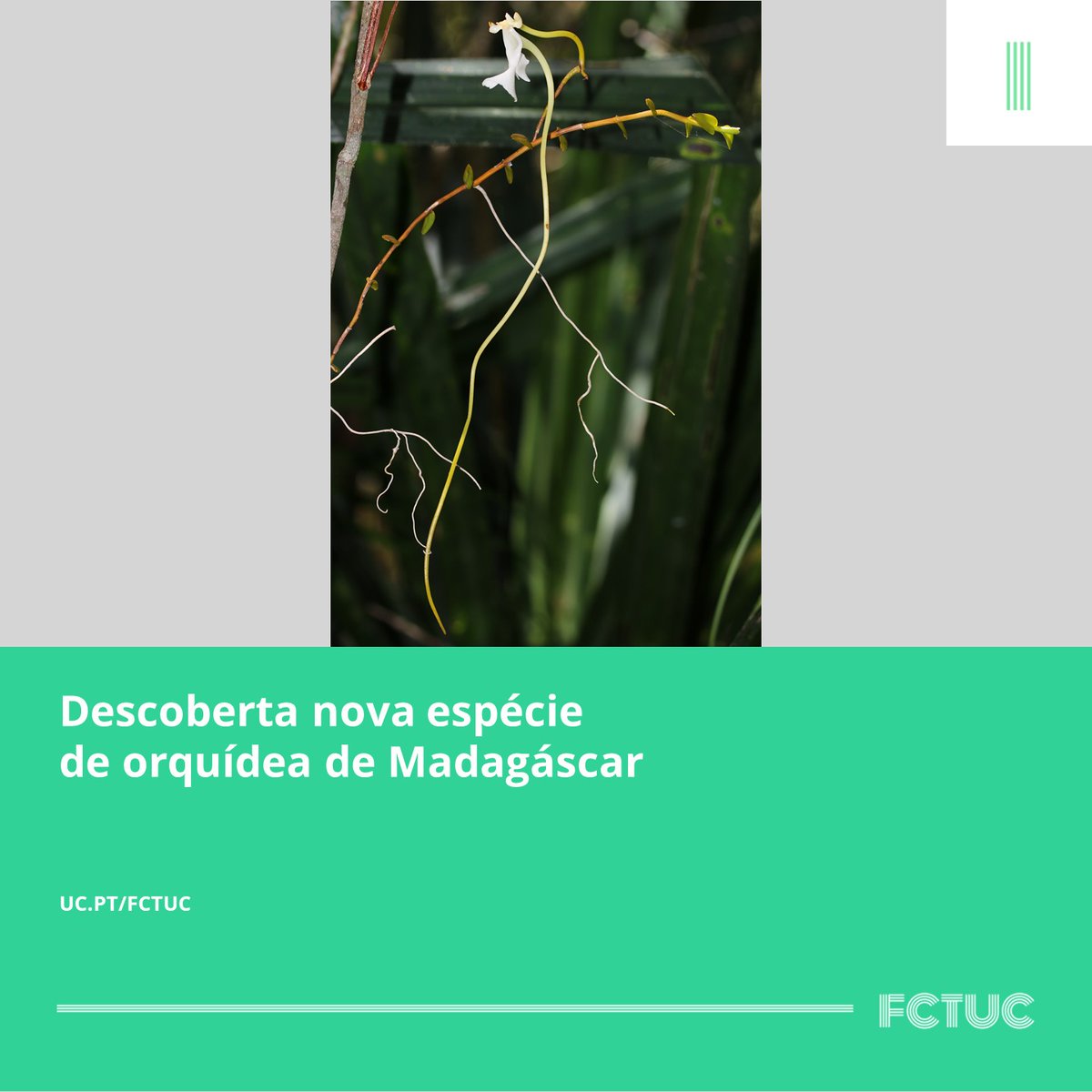 🌷Descoberta nova espécie de orquídea de Madagáscar. Saiba mais em: uc.pt/fctuc/noticias…