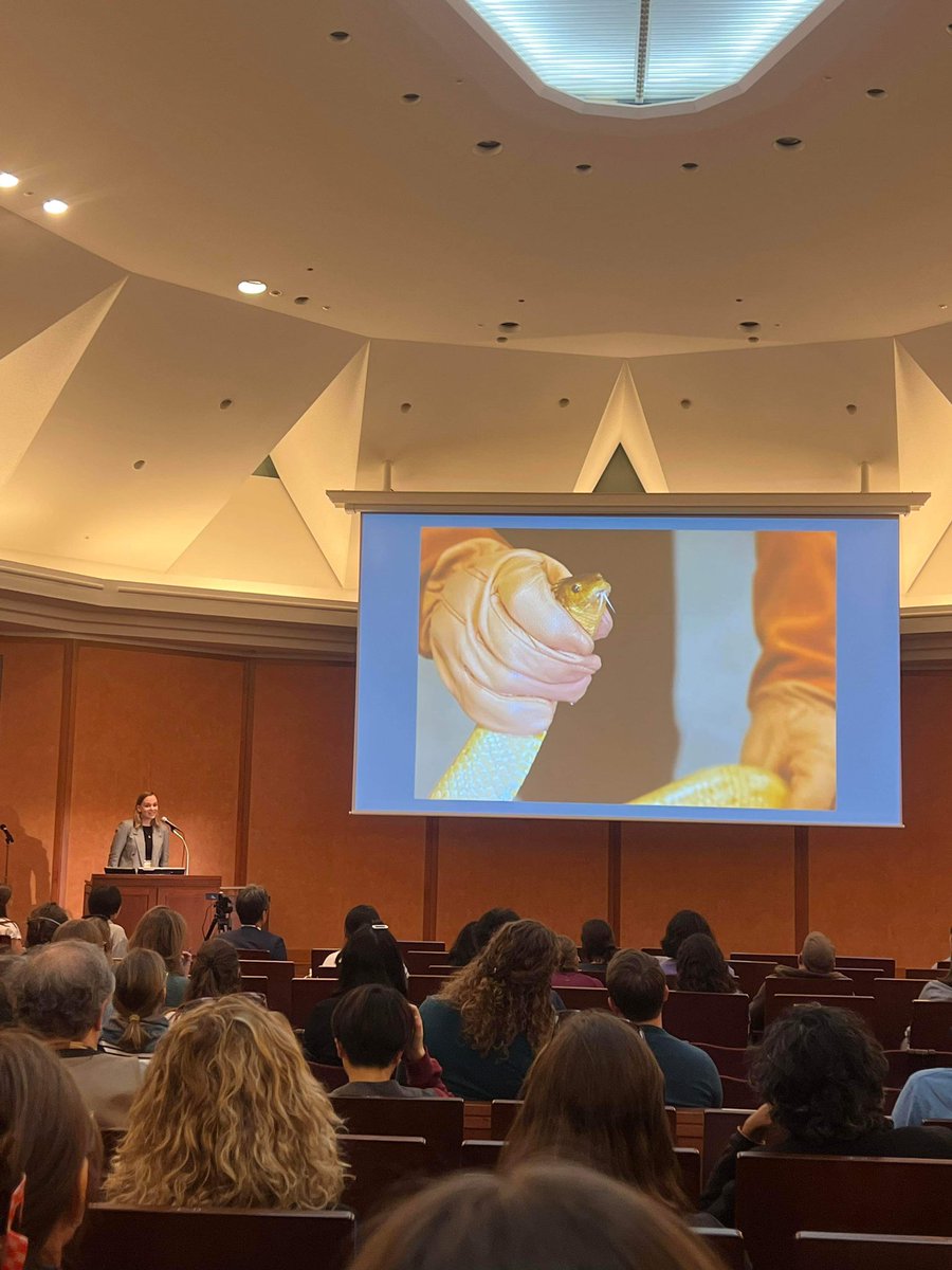 Shannon Coppersmith (@s_coppersmith) on Twitter photo Was so excited to present some preliminary results at <a href="/bls8tokyo2024/">BLS8 Tokyo</a> last week! Thanks to all that came to hear about our sea snake tracking in Exmouth Gulf ππ Was so excited to present some preliminary results at <a href="/bls8tokyo2024/">BLS8 Tokyo</a> last week! Thanks to all that came to hear about our sea snake tracking in Exmouth Gulf ππ