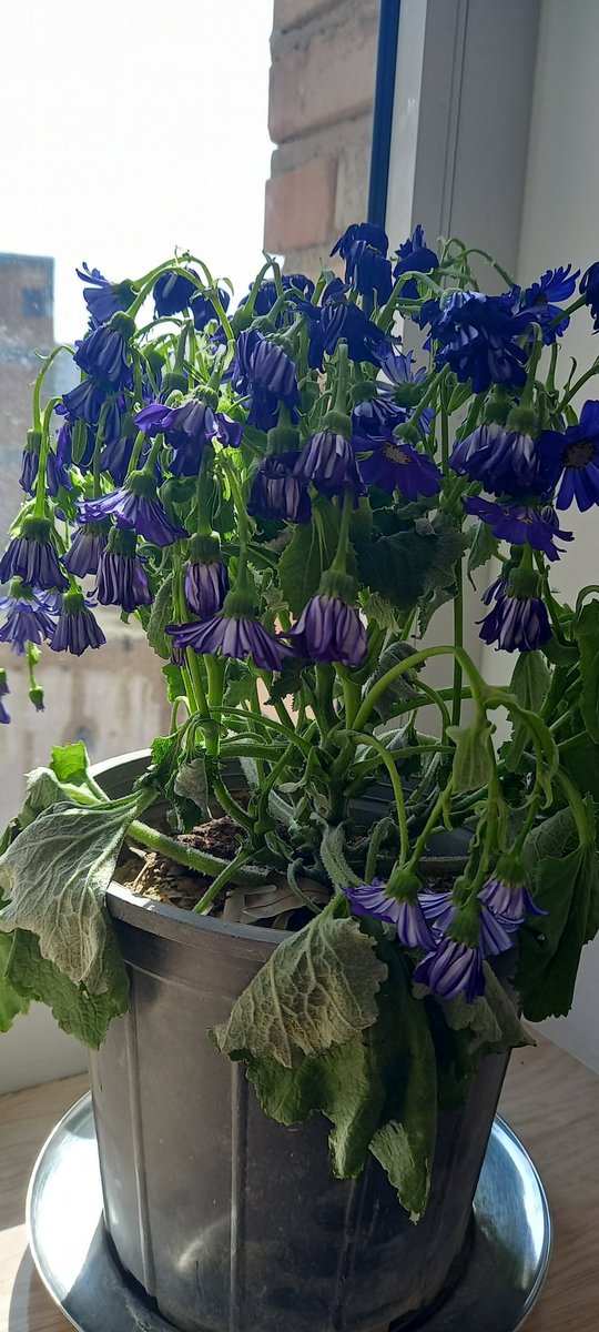 Navib_8's tweet image. افسردگی اگه عکس بود: