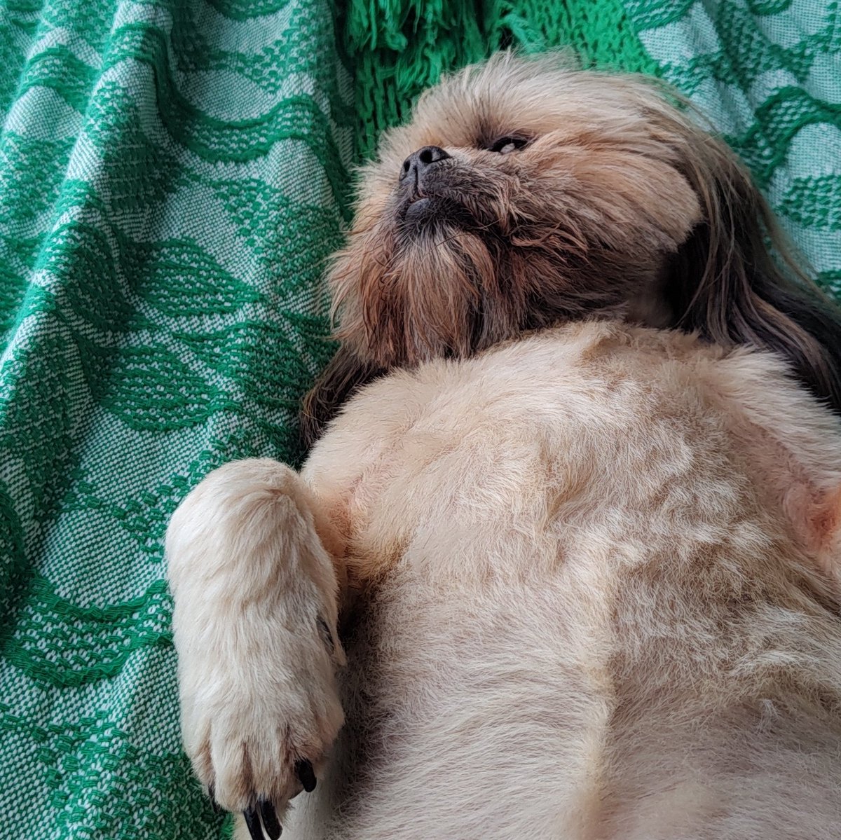 nadinduda's tweet photo. vai se f0d3r, que shitzu fraca, a minha briga até com gambá e tá mais viva que eu (olhem ela). https://t.co/vqTvckWIib