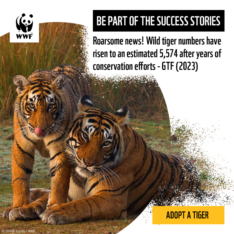 wwf_uk's tweet photo. Roarsome news! 🐯 Our feline friend, the magnificent tiger, has seen its global population rise to an estimated 5,574 (GTF, 2023).

Be part of the success stories - adopt a tiger with WWF from £3 a month and help bring our world back to life.