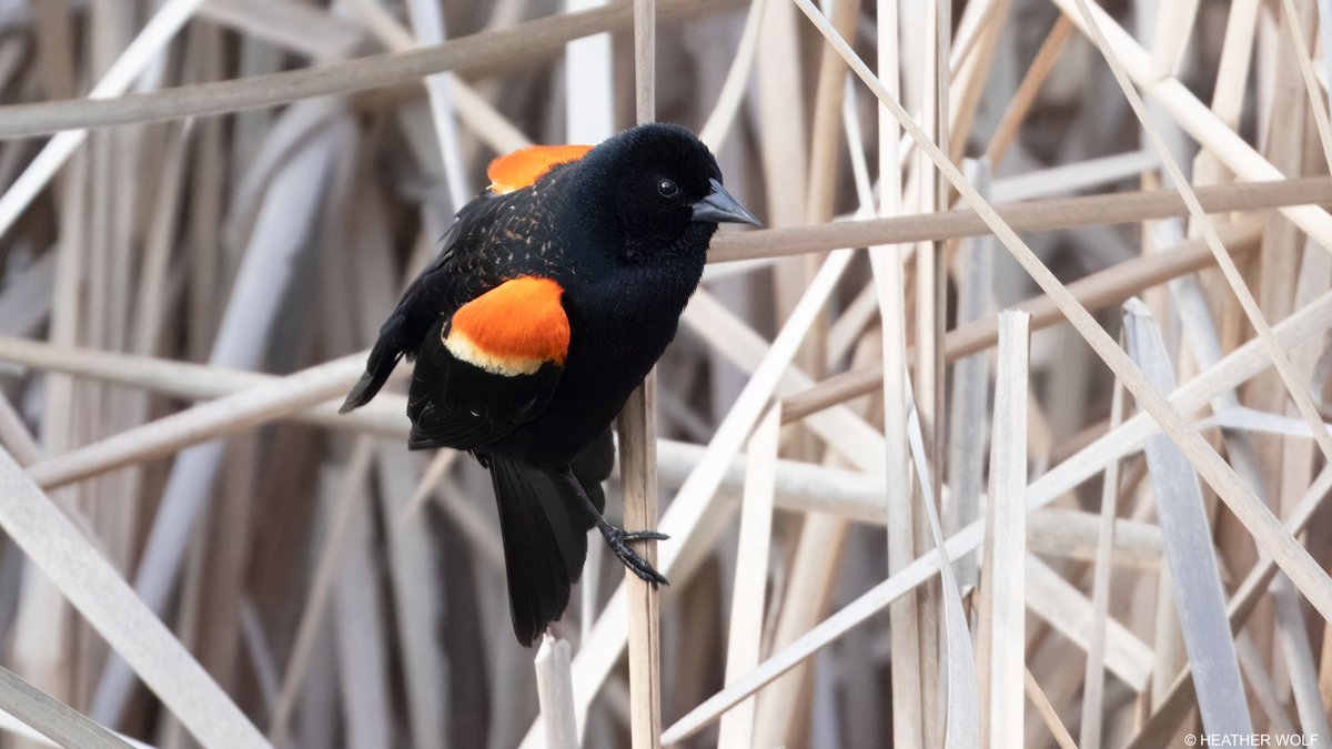 Heather Wolf tweet media