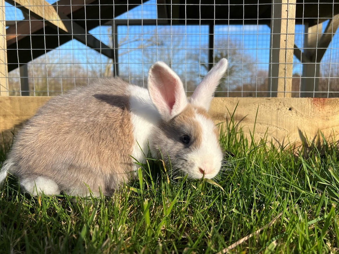 Adopt an animal this Easter🐰💜🐥 🌸Our adoption packs start from just £35!🌸 Supporting both your favourite animal & the work of the Torbay Coast and Countryside Trust, it can make a lovely unique Easter gift for any animal lover! 🐑 occombe.co.uk/farm-park-play… #occombefarm