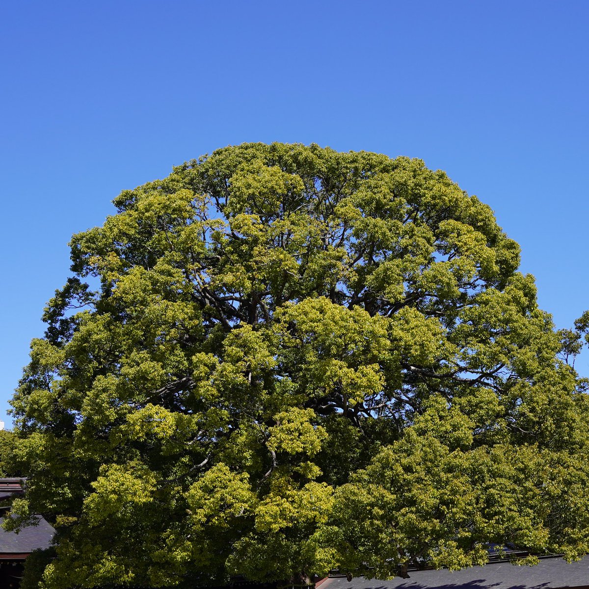 Demian_tweet's tweet image. 진짜 잘찍지 않았어요...?!?