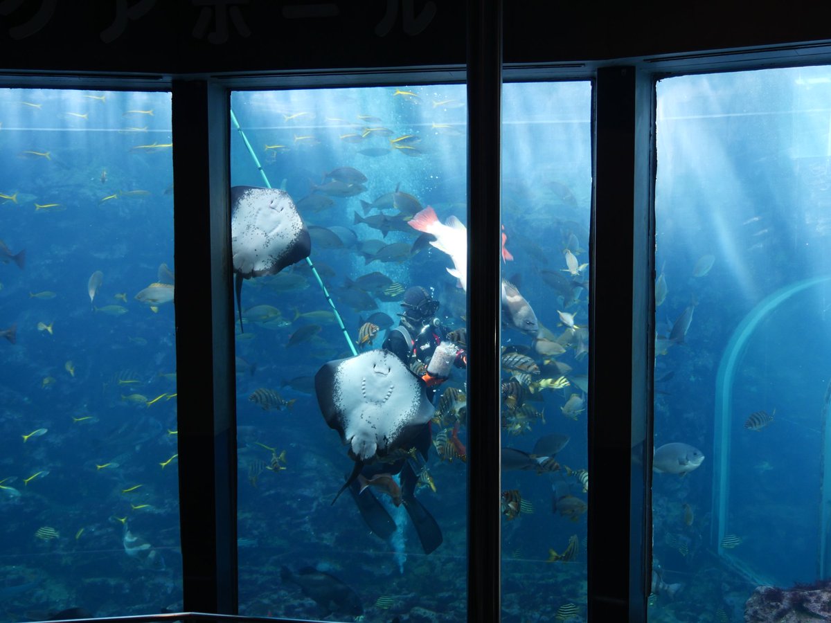 Chromis_sp's tweet photo. 初めての下田海中水族館、かなり楽しかった🐟　飼育員さんに抱えられてるウツボが可愛い。 https://t.co/Z2BFrqvc31
