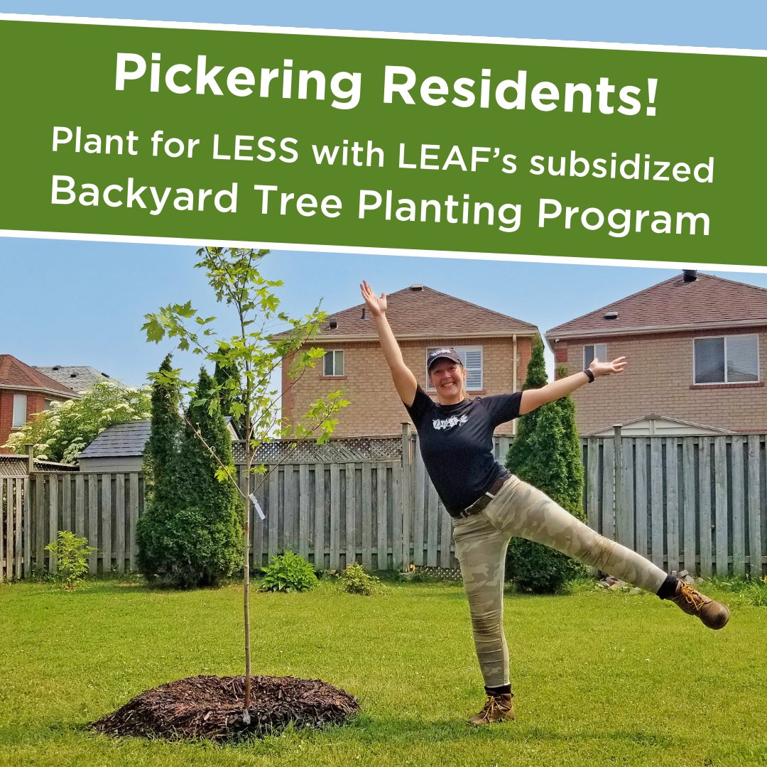 Pickering residents, looking to spruce up your yard while helping your local environment? 🌳 Help make <a href="/CityofPickering/">City of Pickering</a> more sustainable by planting a native tree through the #BackyardTreePlantingProgram.

Apply today: yourleaf.org/pickering-home…