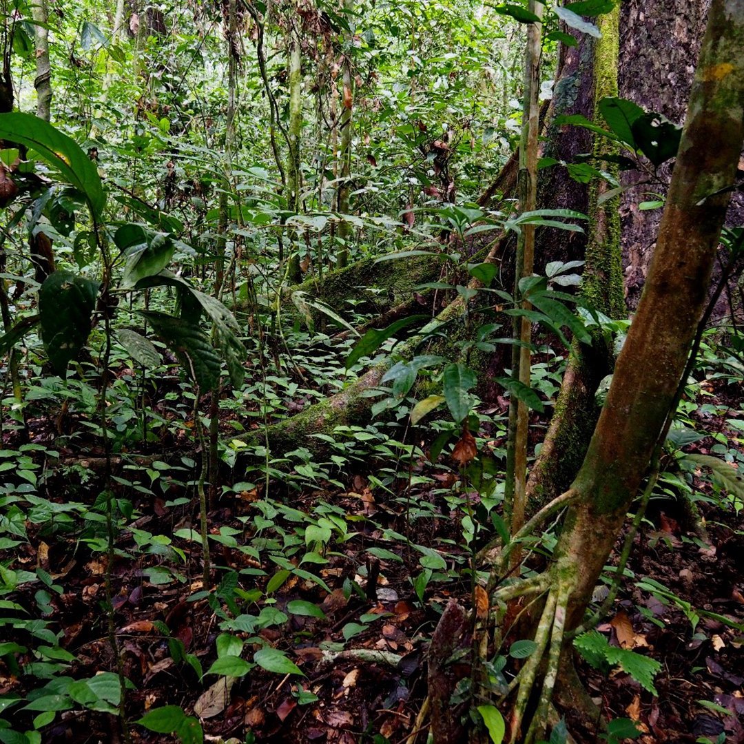 NEW: Rainforest seedlings are more likely to survive in natural forests than in places where logging happened decades earlier – even if tree restoration projects have taken place, a new study shows 🌿🌳 See our story: ceh.ac.uk/news-and-media… Full paper: onlinelibrary.wiley.com/doi/10.1111/gc…